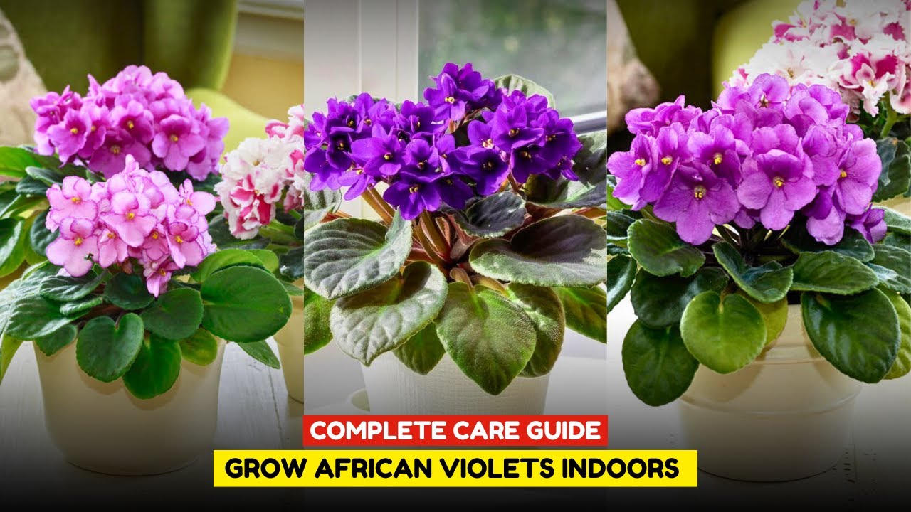 Simple African violet care tips for beautiful blooms