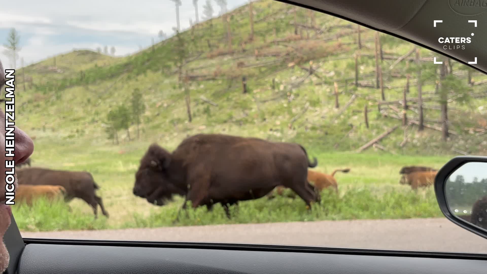 Fluffy Bisons Traffic Jam