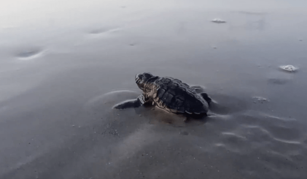 booming-sea-turtle-nesting-season-suffers-devastating-setback-from-bertha