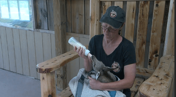 Stokoe Farms says animal act bill would end outreach program