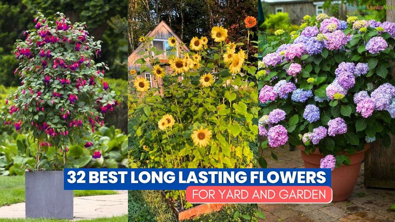 Create longer lasting blooms with these beautiful flowers