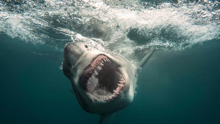 Shark attack kills woman in South Africa