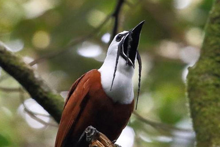 Scientists reveal building blocks that make up songs of all birds