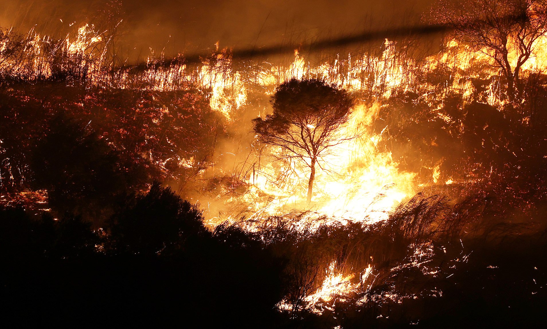 Arsonists used stray cats as fire-starters during Italy's wildfire emergency, police say