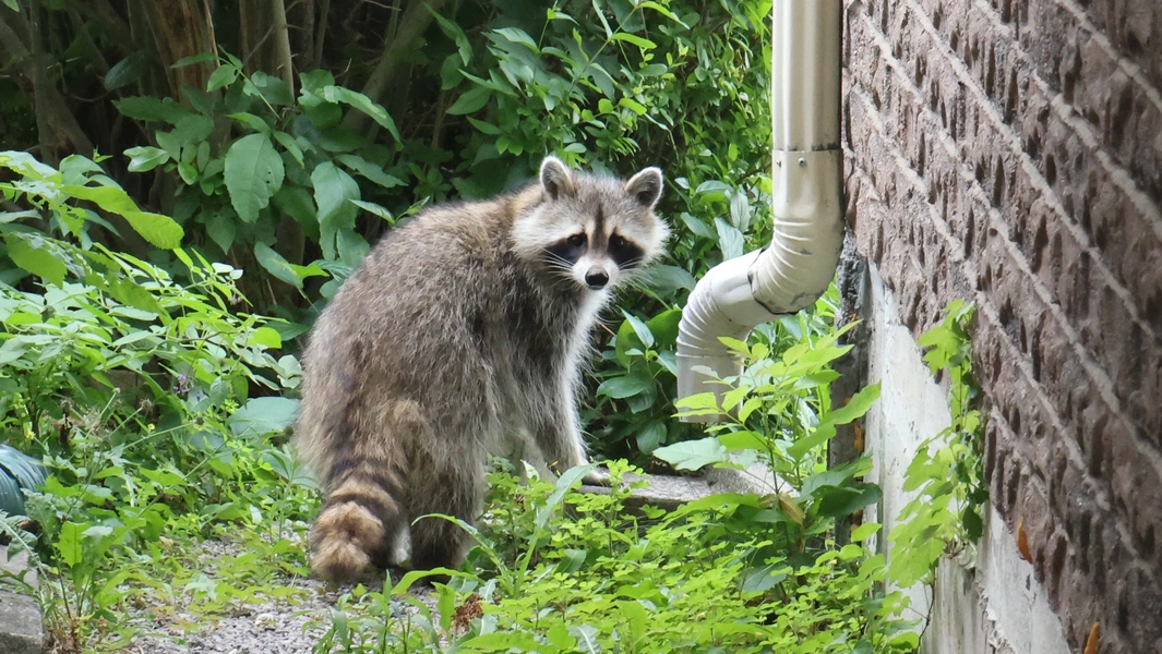 Urban raccoons and the path to domestication