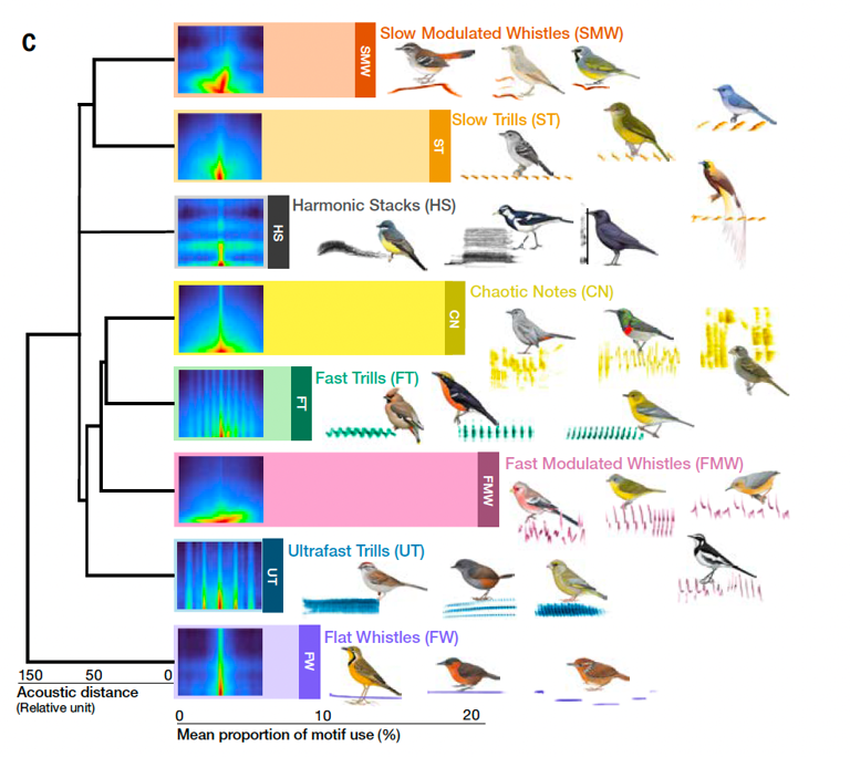 Scientists reveal building blocks that make up songs of all birds