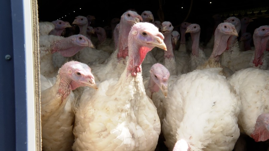 Adams County turkey processing plant gobbling up state funds for future growth abc27 Evening Newsletter