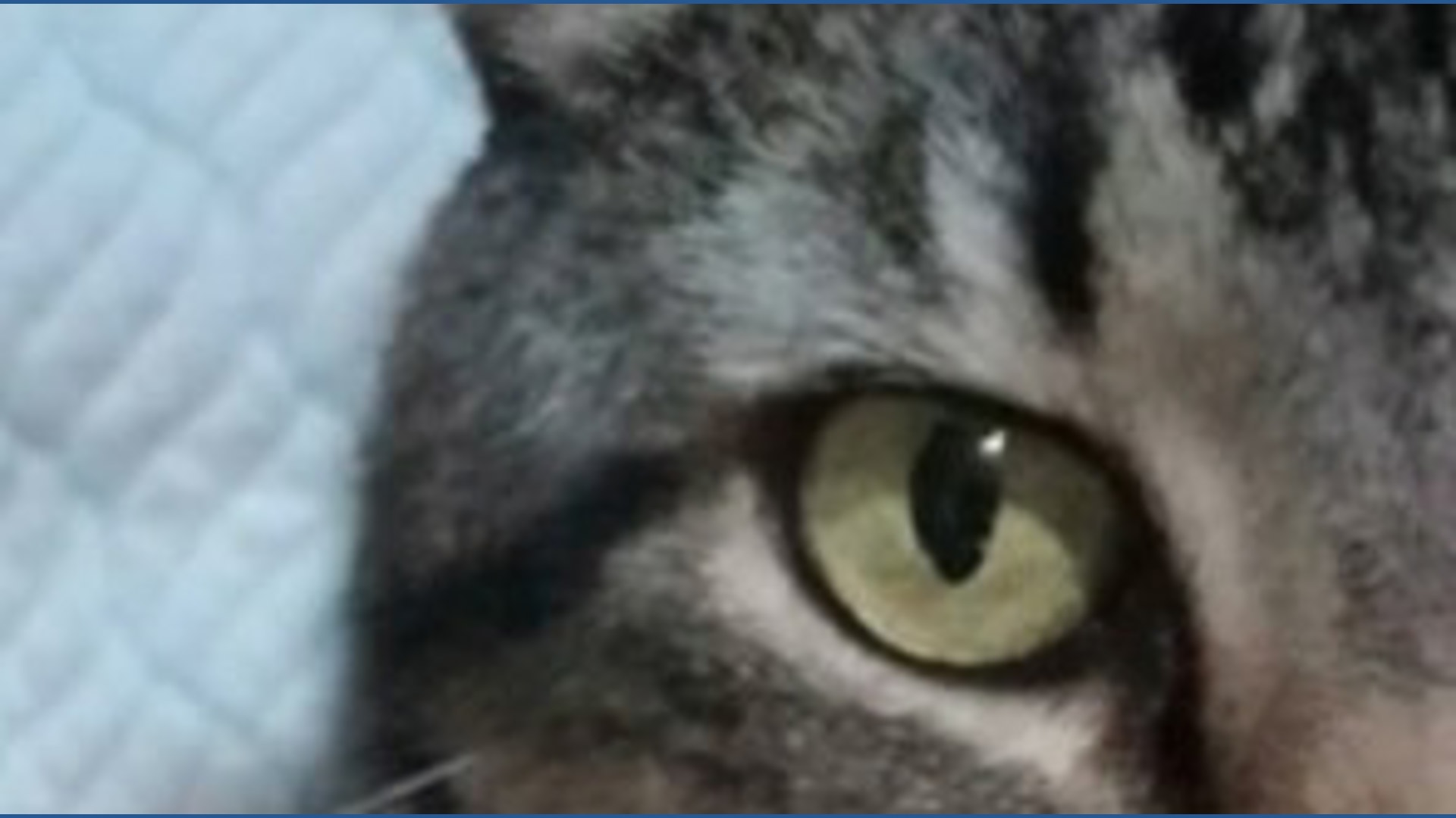 Cat-killing mystery solved