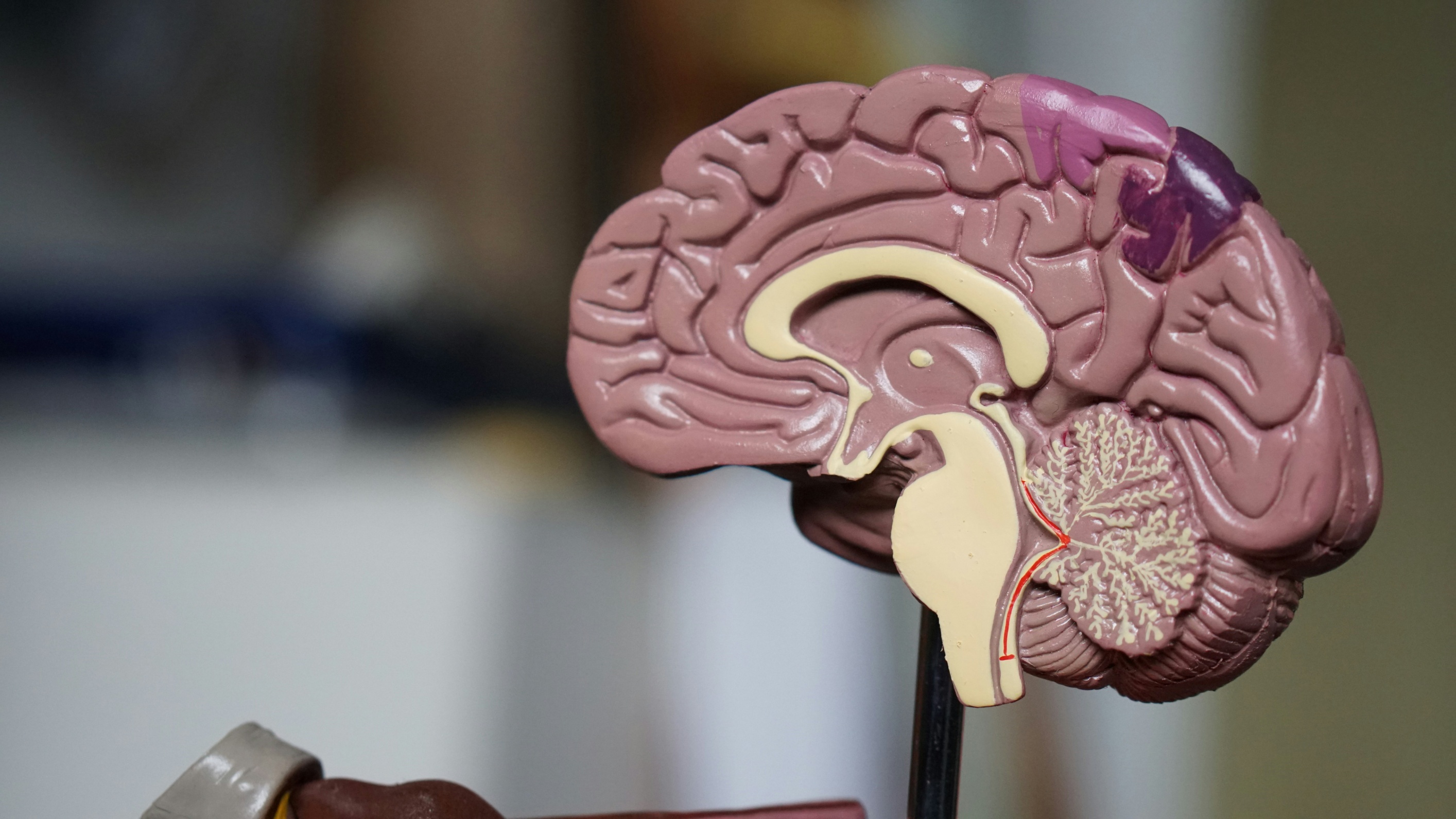 Dravet Syndrome Hijacks Brain s Immune Alarm To Sustain Seizures Study 