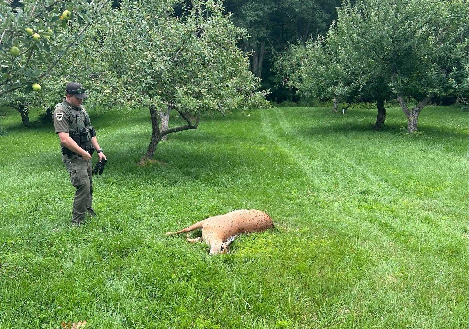 Maine Warden Service investigating after doe was illegally killed in Mercer