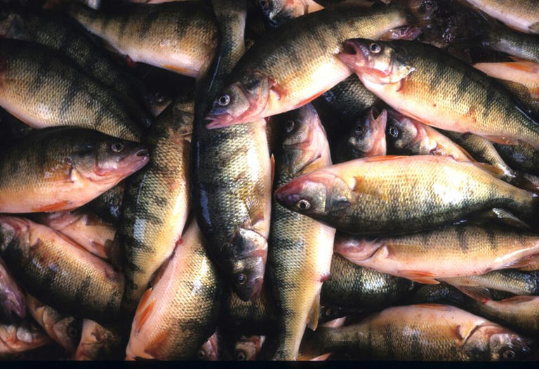 What’s behind Lake Erie’s steep yellow perch decline?