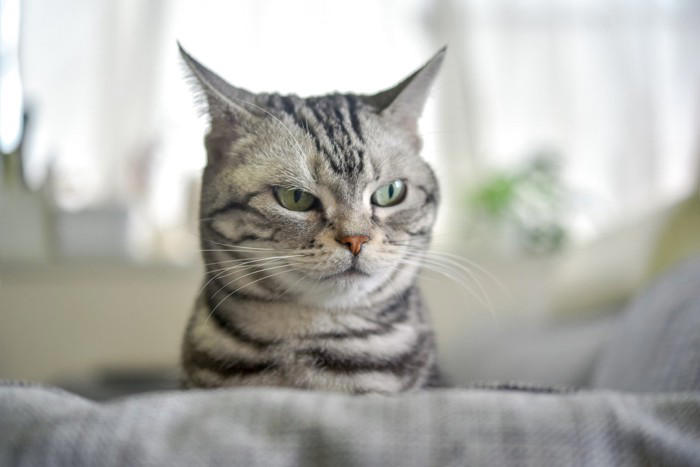 猫が『反抗期』に突入したときのサイン3つ どんな変化が表れるの？上手な接し方まで