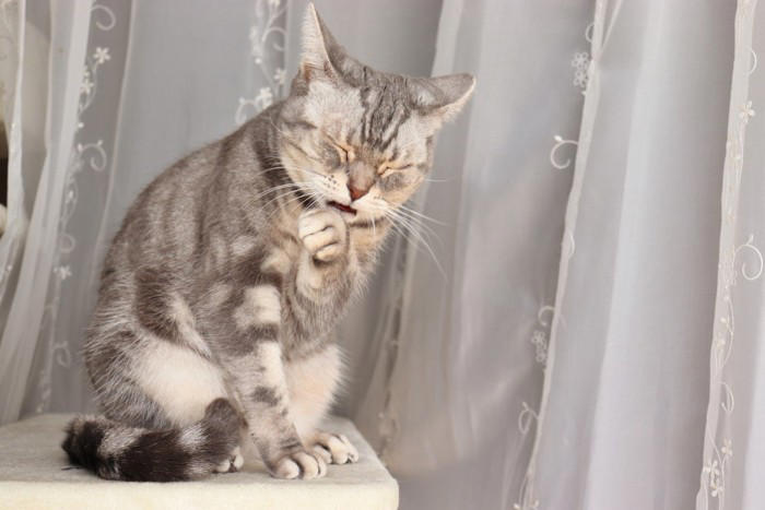 猫が『反抗期』に突入したときのサイン3つ どんな変化が表れるの？上手な接し方まで