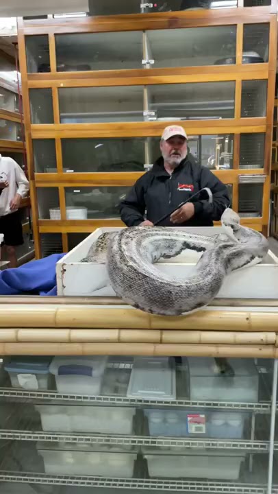 Grumpy giant python suddenly lunges during a tense supervised handling ...