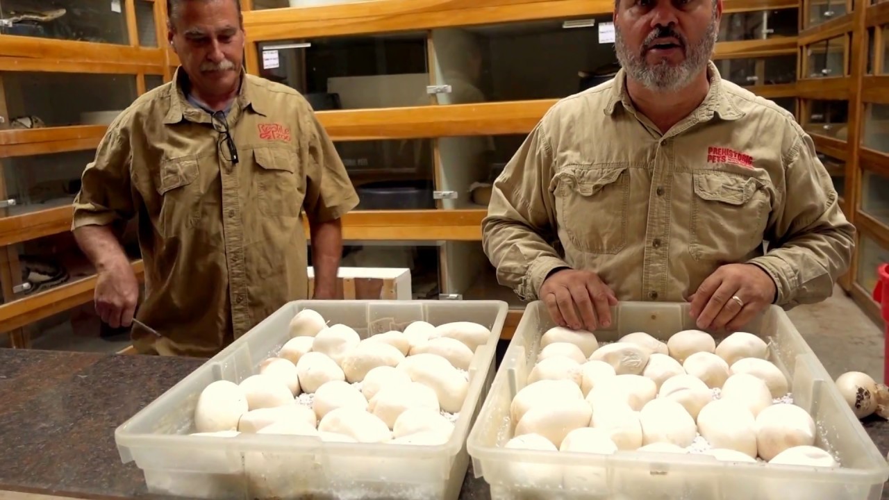 Massive python clutch reveals over fifty eggs during major zoo announcement