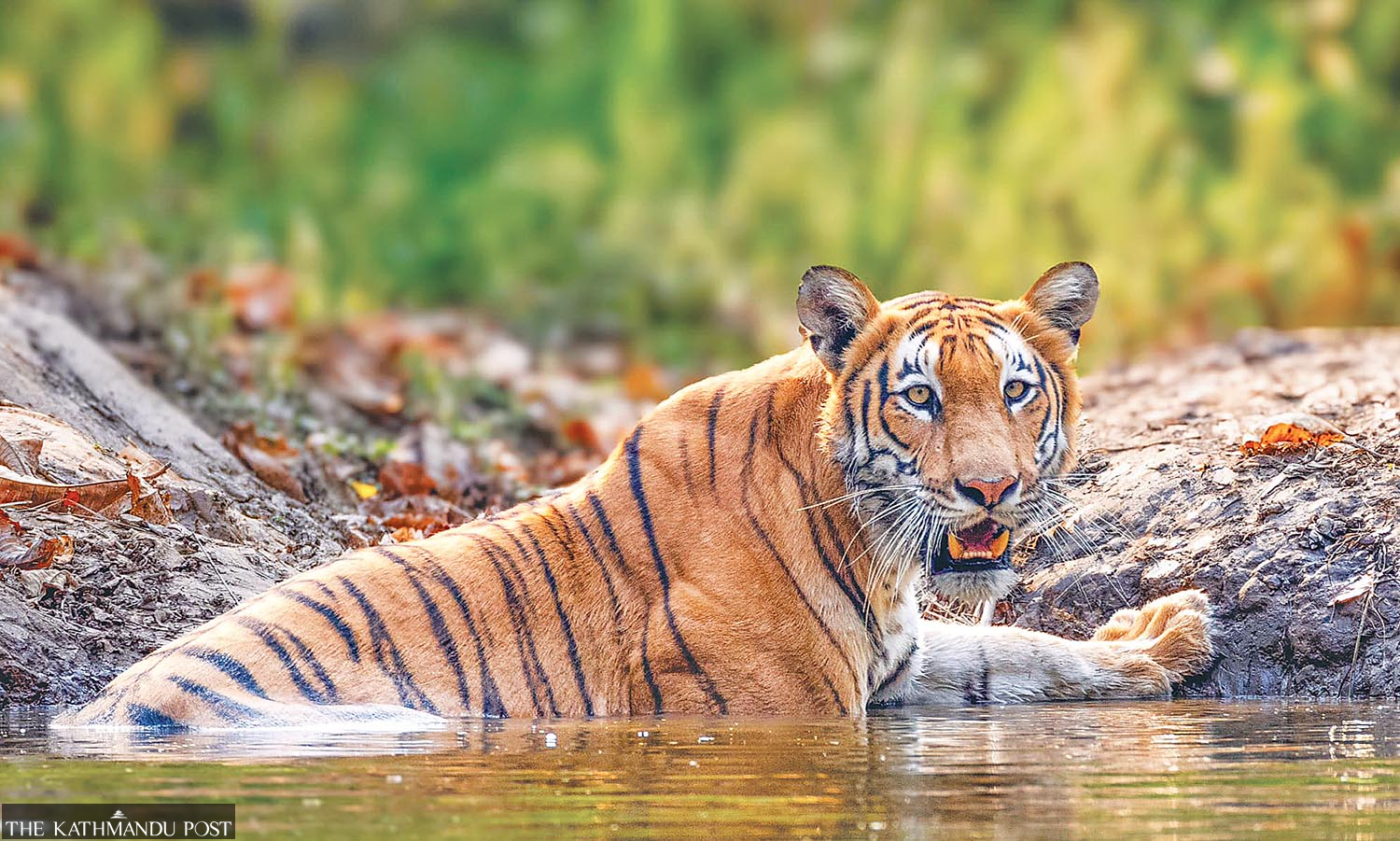 Habitat concerns grow as Nepal counts a record 429 tigers