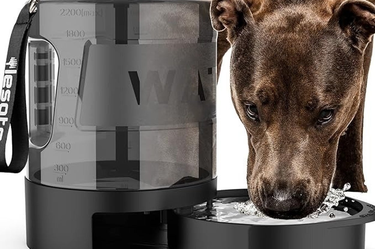 Everything you need to bring your dog camping with you
