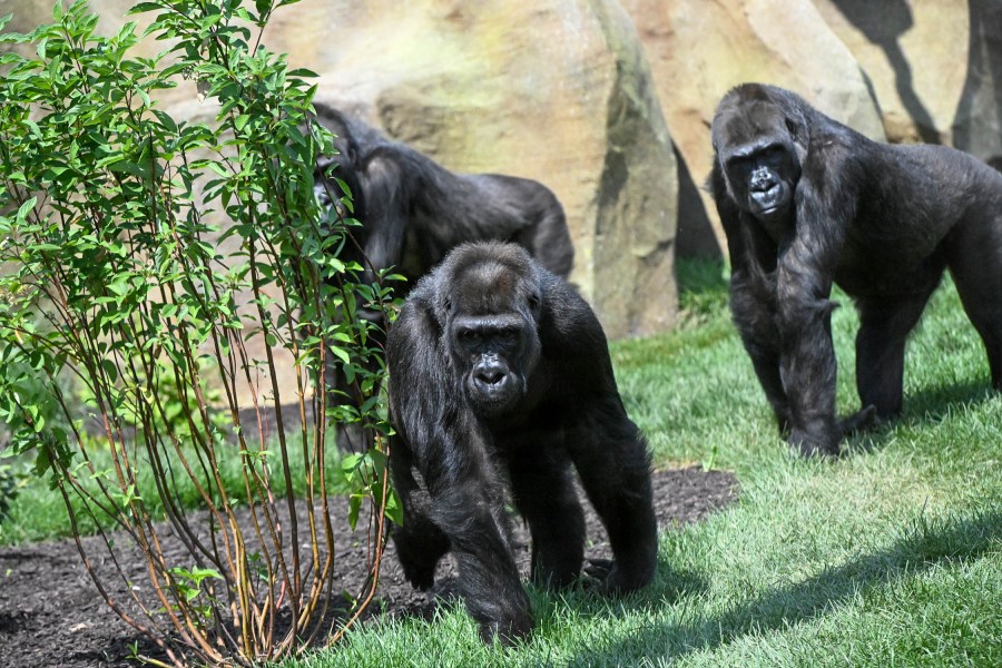 Two long-time Brookfield Zoo Chicago gorillas set to leave for another facility