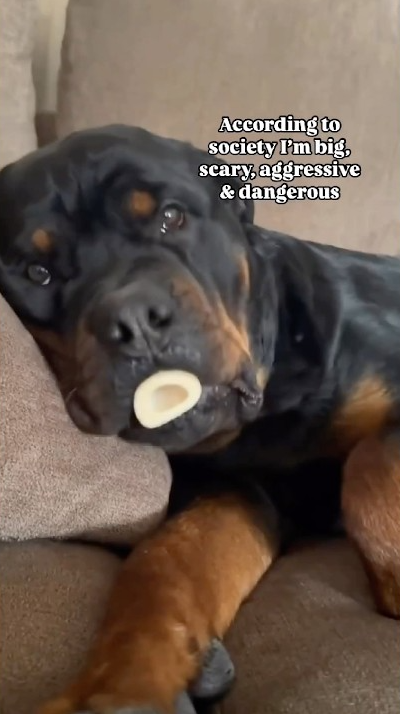 Just a baby adorable Rottweiler puppy moments
