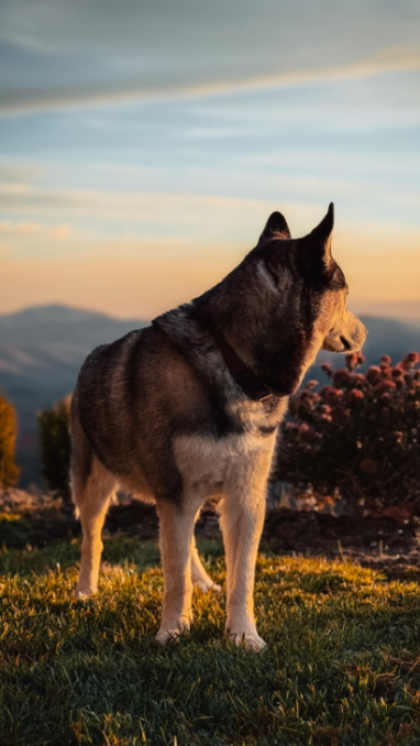 The bond between dogs and their humans is stronger than you think
