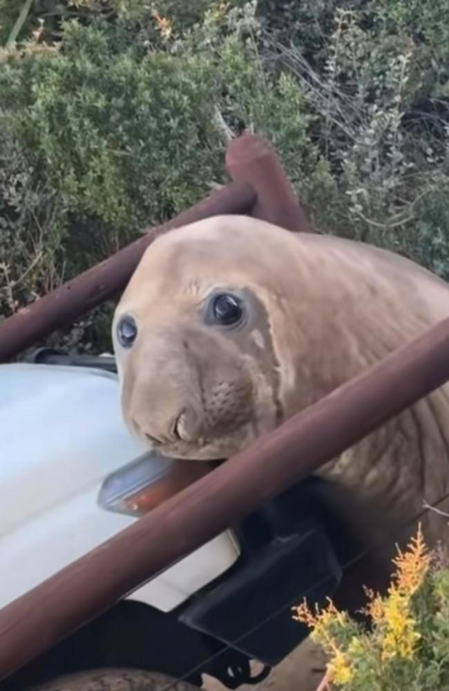 Seal’s ‘exceptional cuteness’ worth thousands