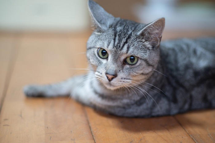 猫が『反抗期』に突入したときのサイン3つ どんな変化が表れるの？上手な接し方まで