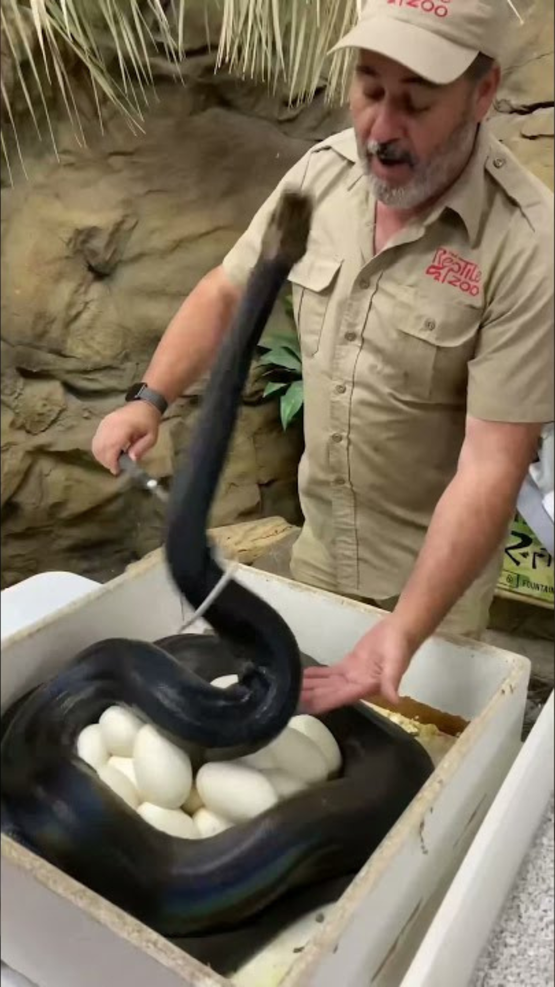 Giant pythons create repeated close calls during tense egg collection ...