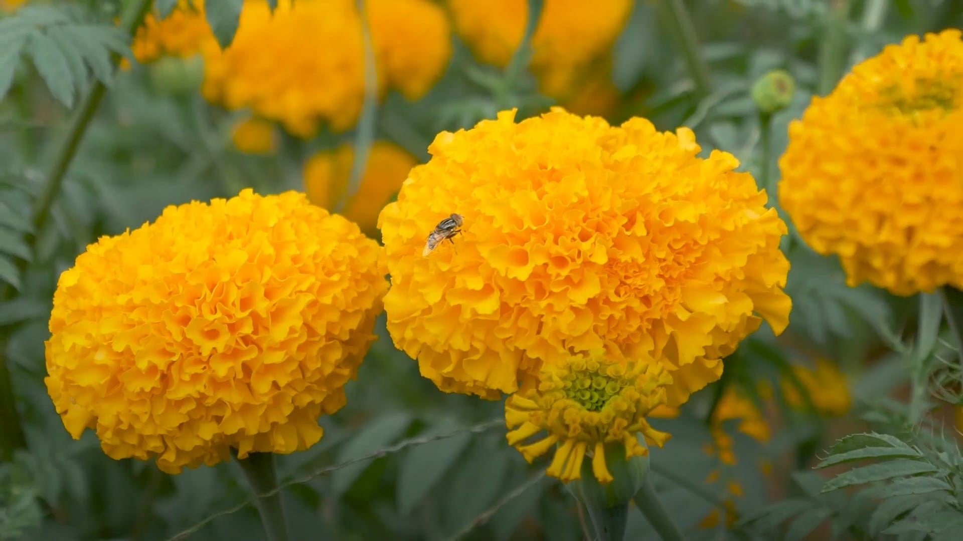 Easy-to-grow edible flowers to help brighten up your plate