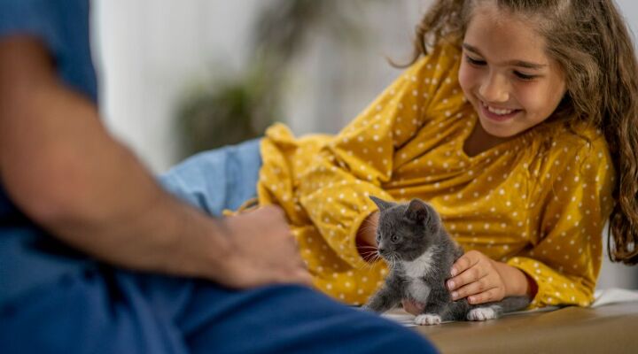 New kitten checklist: Everything you need before they arrive