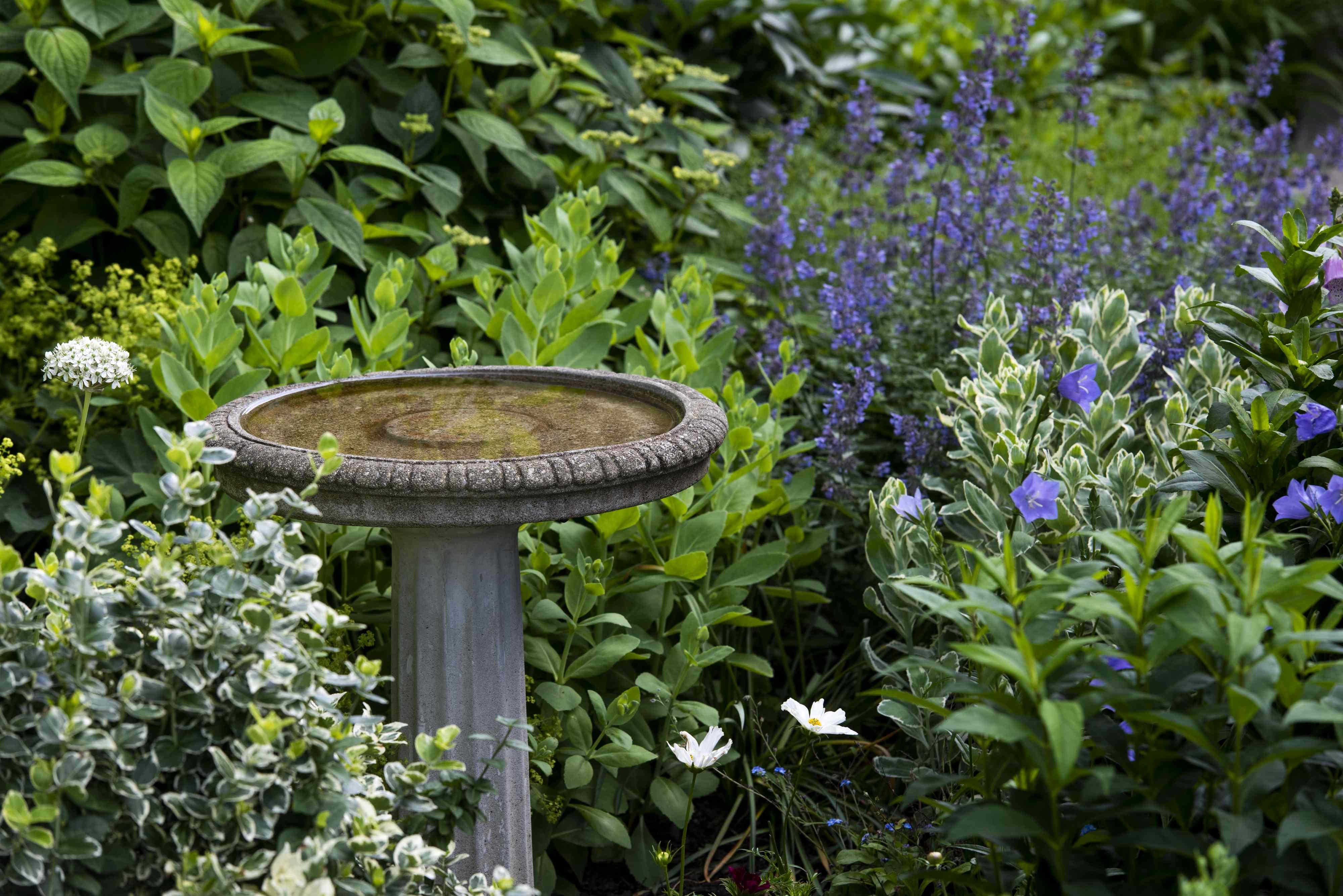 Want a busier bird bath? Here's the best place to put it, according to experts