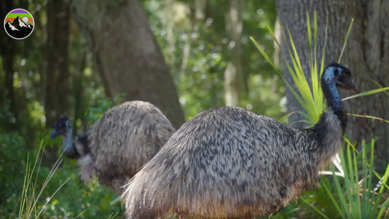 Coyote Peterson discovers a 500-pound dino bird brought back from the dead