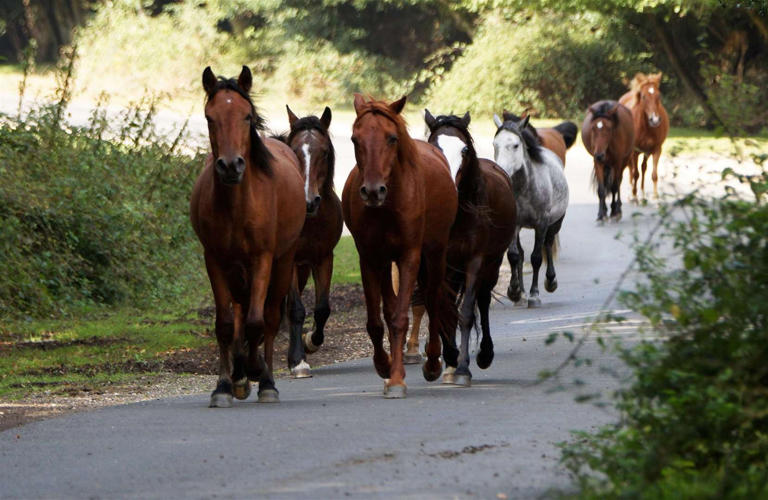 Highly contagious virus not seen in the UK for decades kills 35 ponies