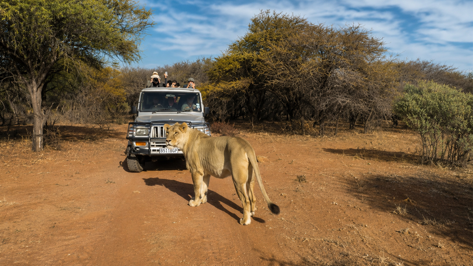 The lion stopped right in front of them