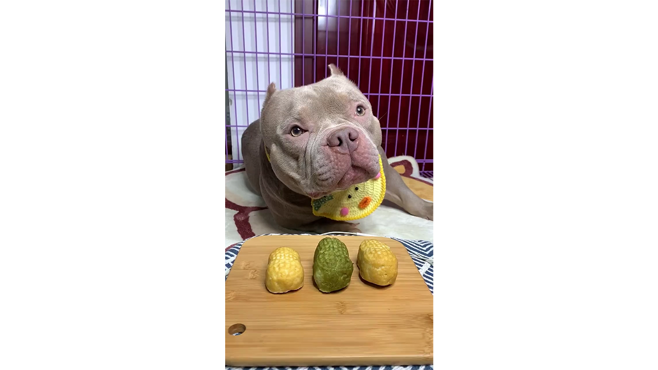 Curious pit bull choosing between three homemade healthy treats