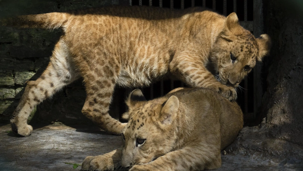 Exploring the science and stories of animal hybrids