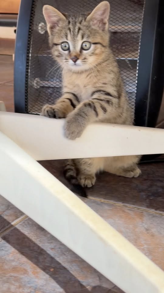 Rescue animal introductions