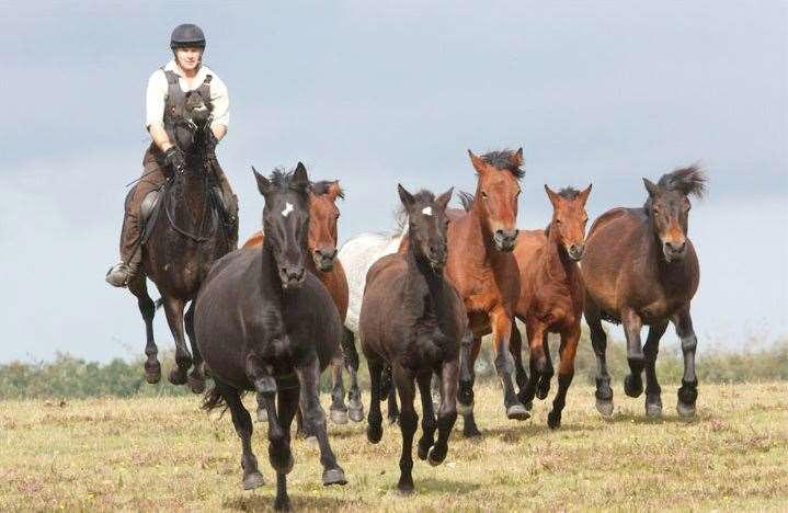 Highly contagious virus not seen in the UK for decades kills 35 ponies