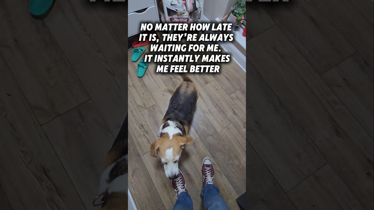 This sweet beagle's welcome home will melt your heart