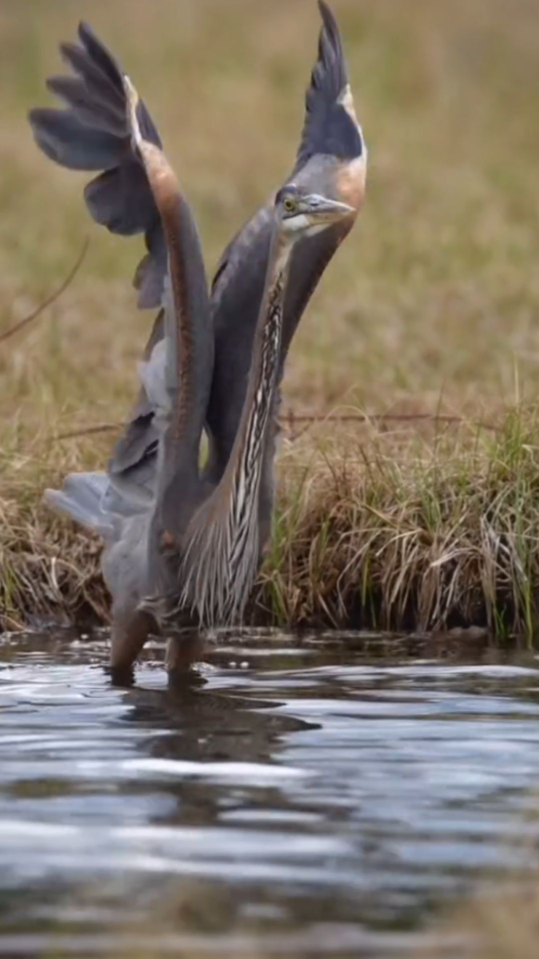 A close look at the great blue heron’s world