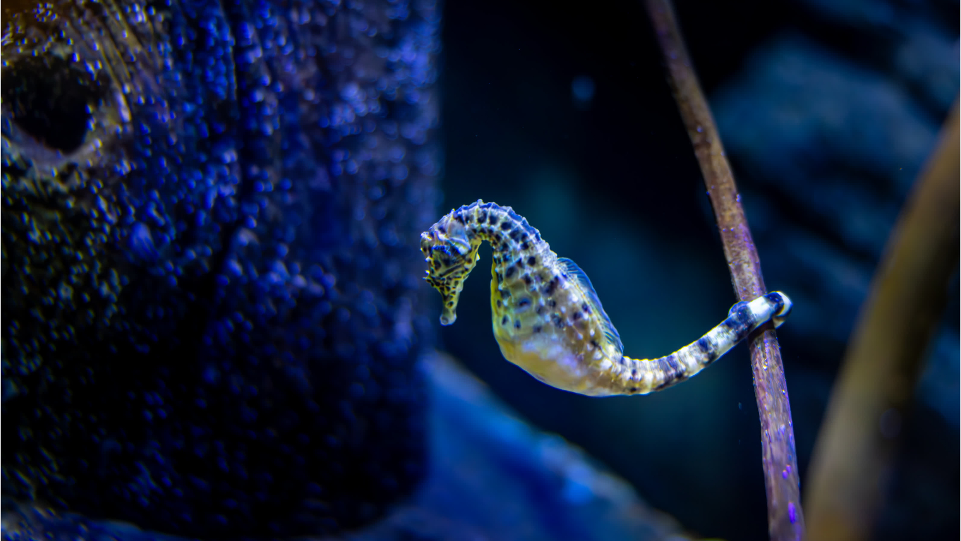 Male seahorse gives birth to 34 babies after month-long pregnancy
