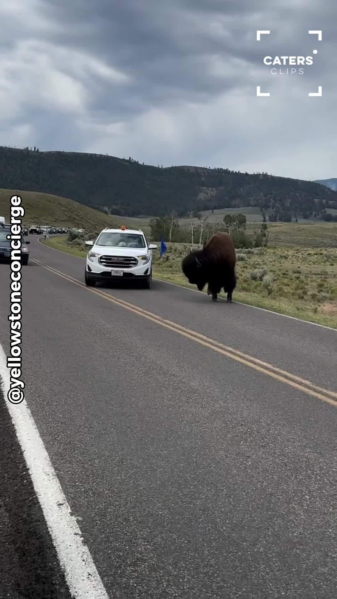 A Stubborn Bison Blocked Yellowstone Traffic for Miles—and Rangers Cou