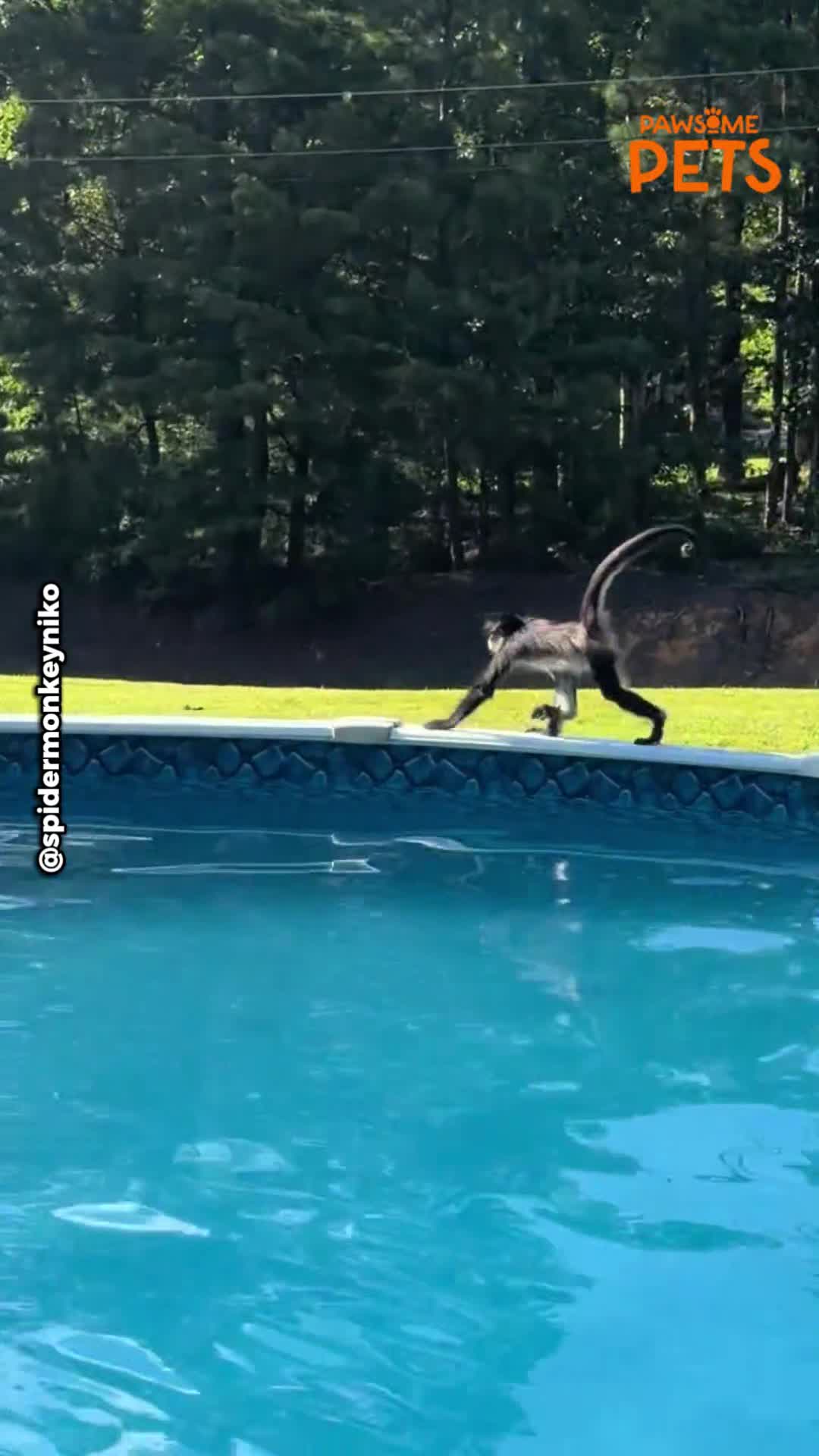 Inside the daily life of Niko, the house pet spider monkey captivating ...