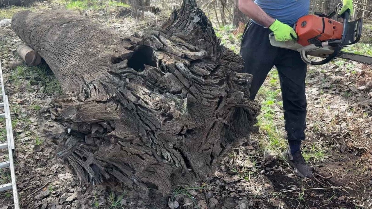 3,000-year-old bog oak relic nearly destroyed in a single cut
