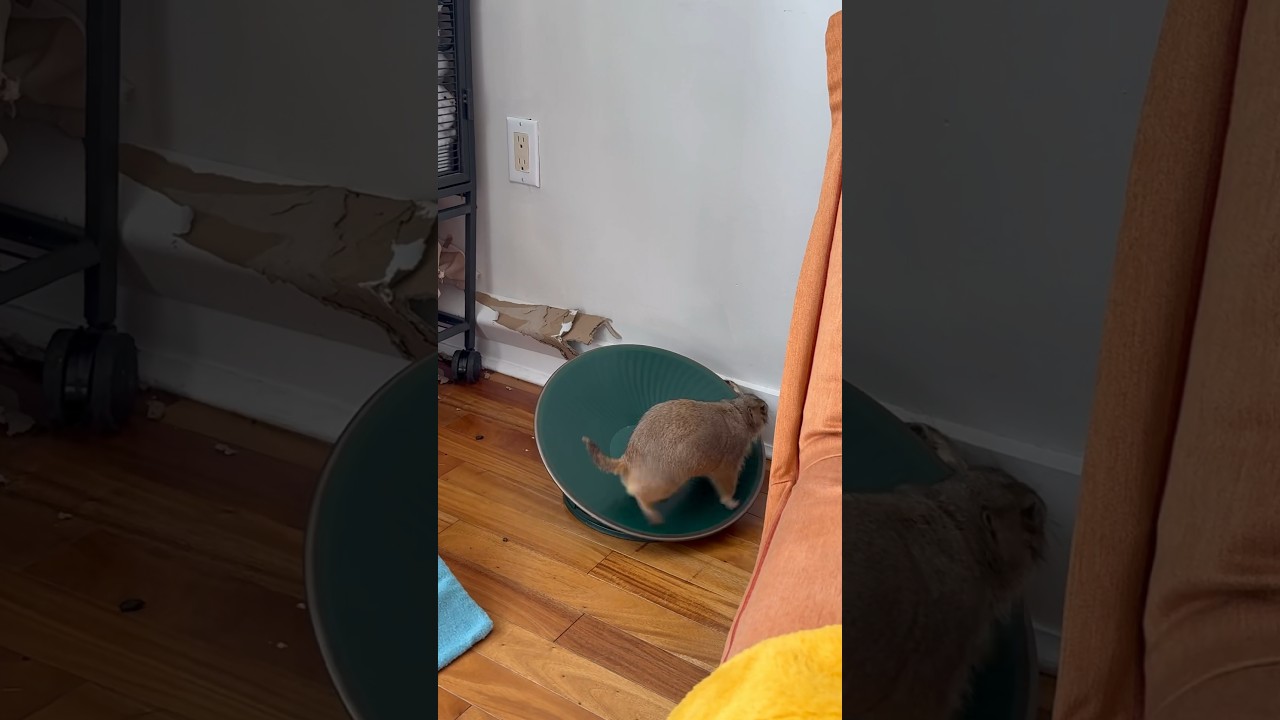 Naughty dog delivers hilarious jump scare to tiny prairie dog mid-workout