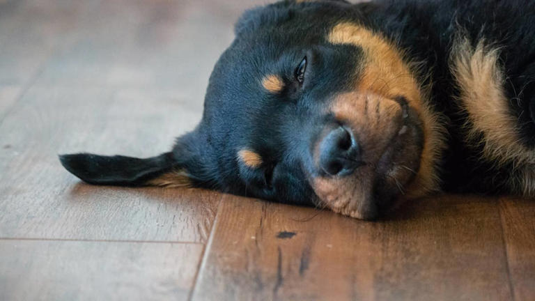 This sleepy Rottweiler has turned staying in bed into an art form