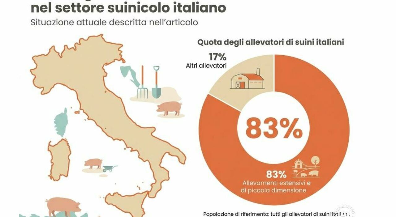 Virus Peste Suina Allarme In Italia Abbattuti Il 10 Degli 