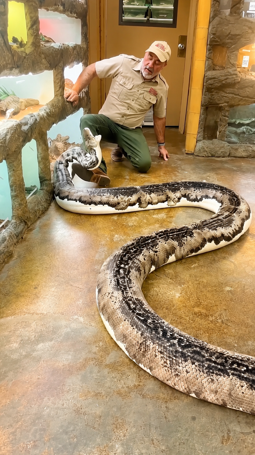 Wildlife handler loses boot as python snaps during handling