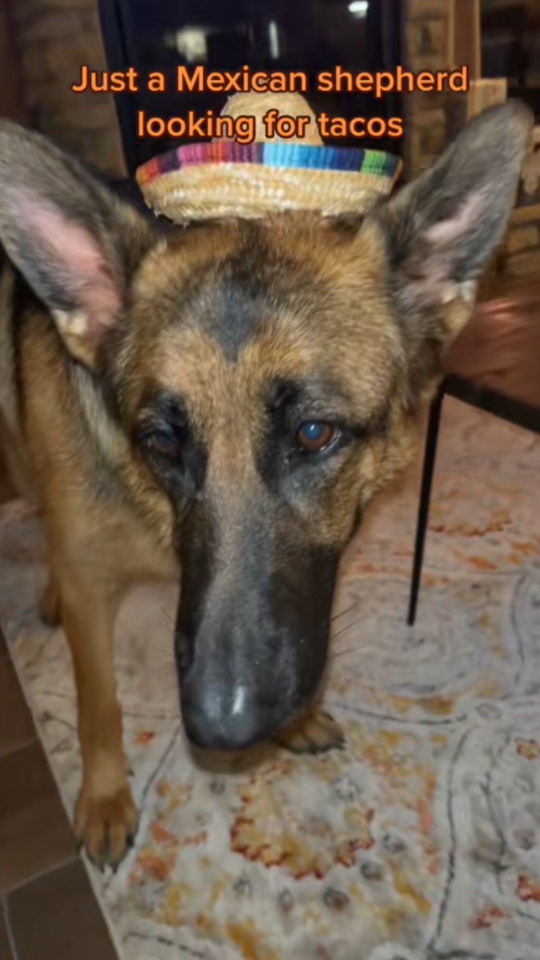 This German shepherd party pup is ready for Cinco de Mayo