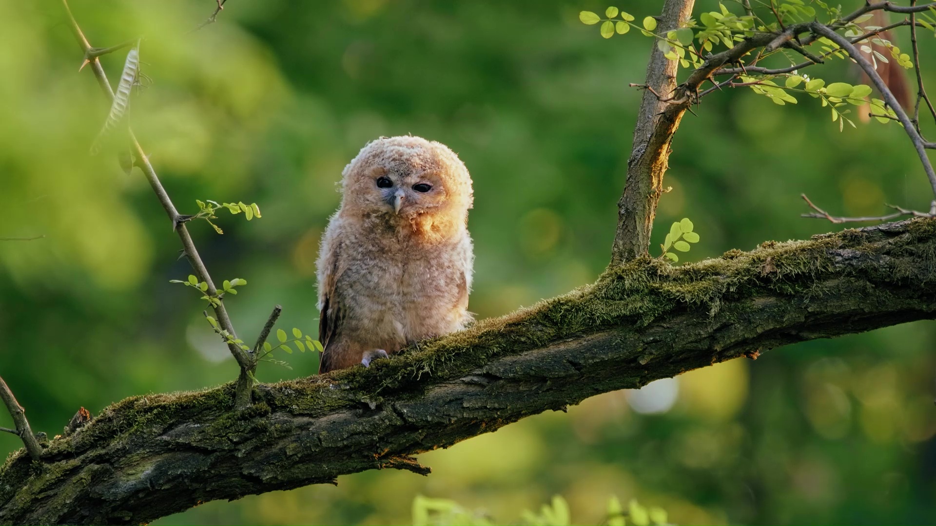 A baby owl resting calmly while watching nearby movement