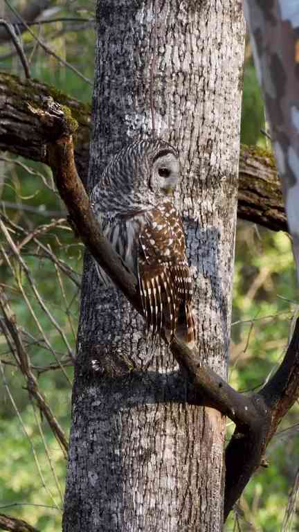 Camouflaged owl reveals its hidden morning routine
